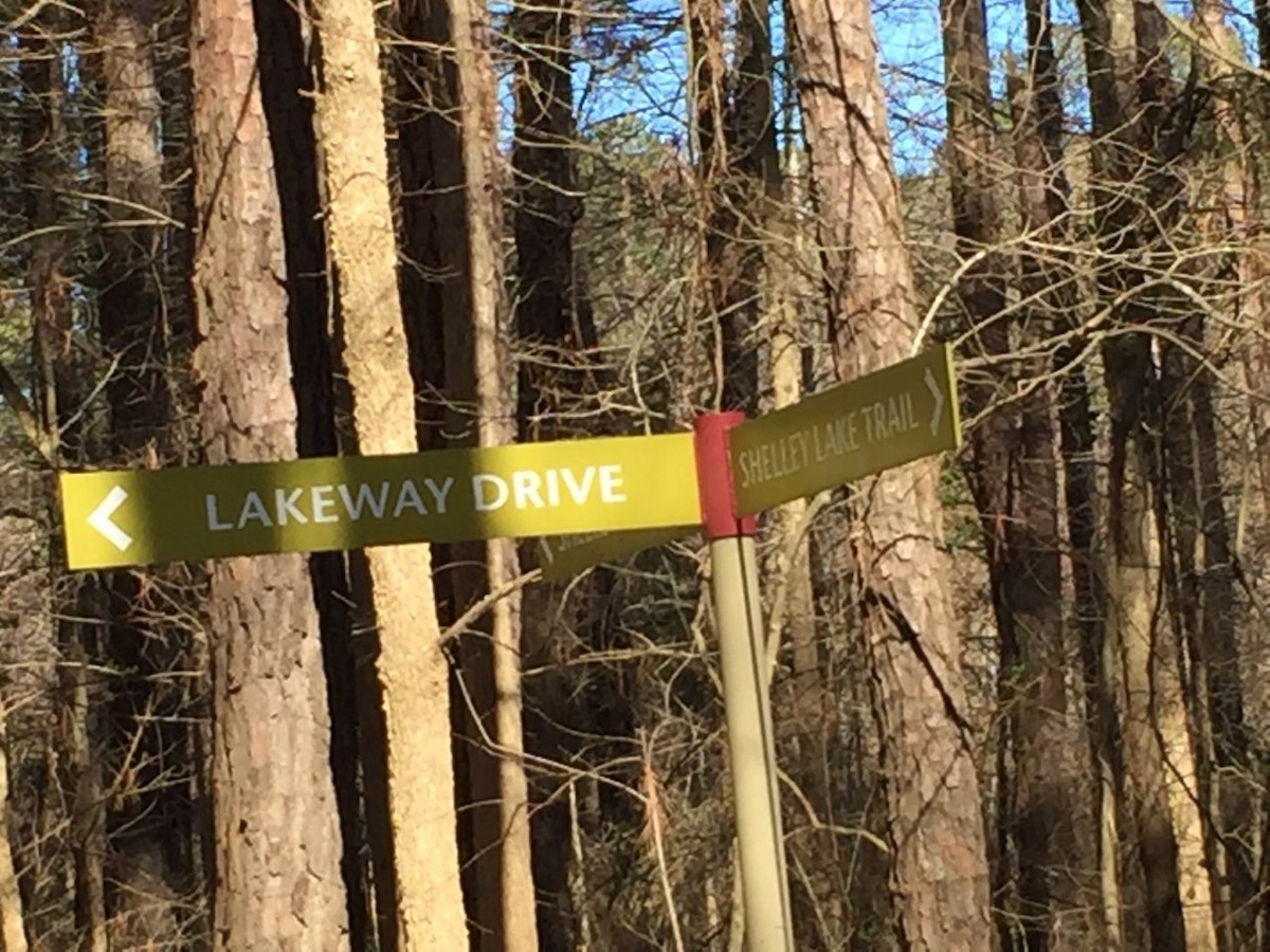 Barred Owl - ML225749221