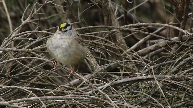 White-crowned x Golden-crowned Sparrow (hybrid) - ML225750941