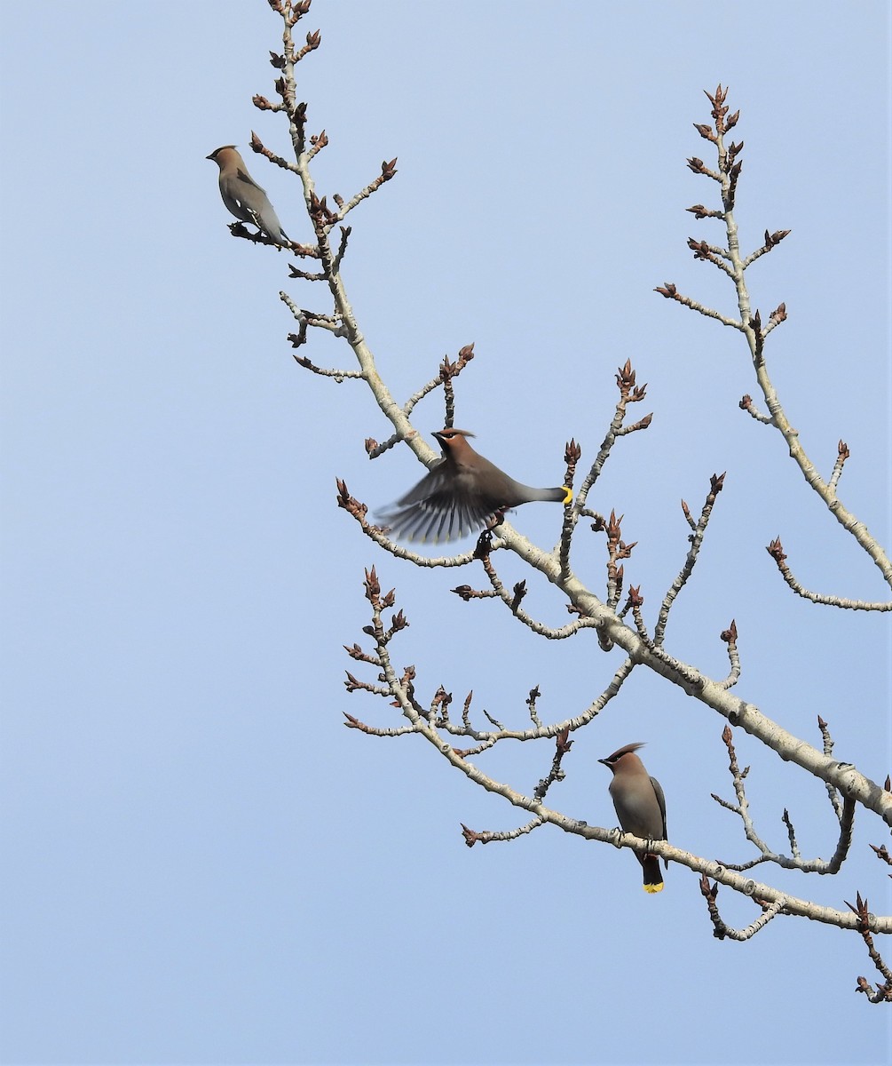 Bohemian Waxwing - ML225751071