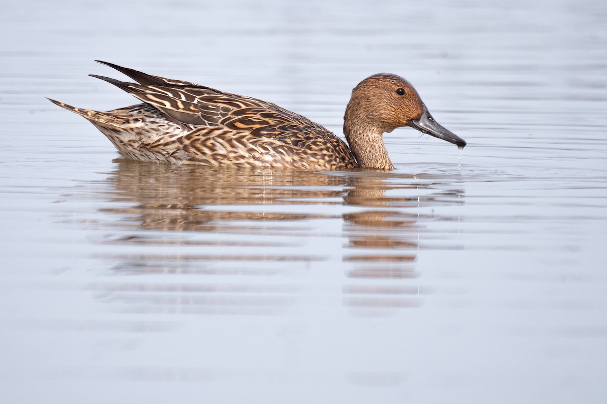 Northern Pintail - Grace Oliver