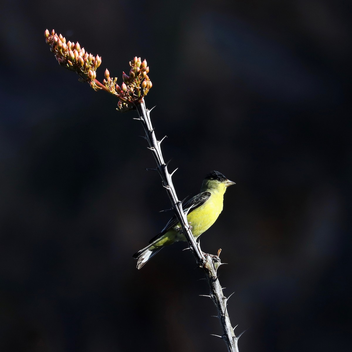 Lesser Goldfinch - ML225751891