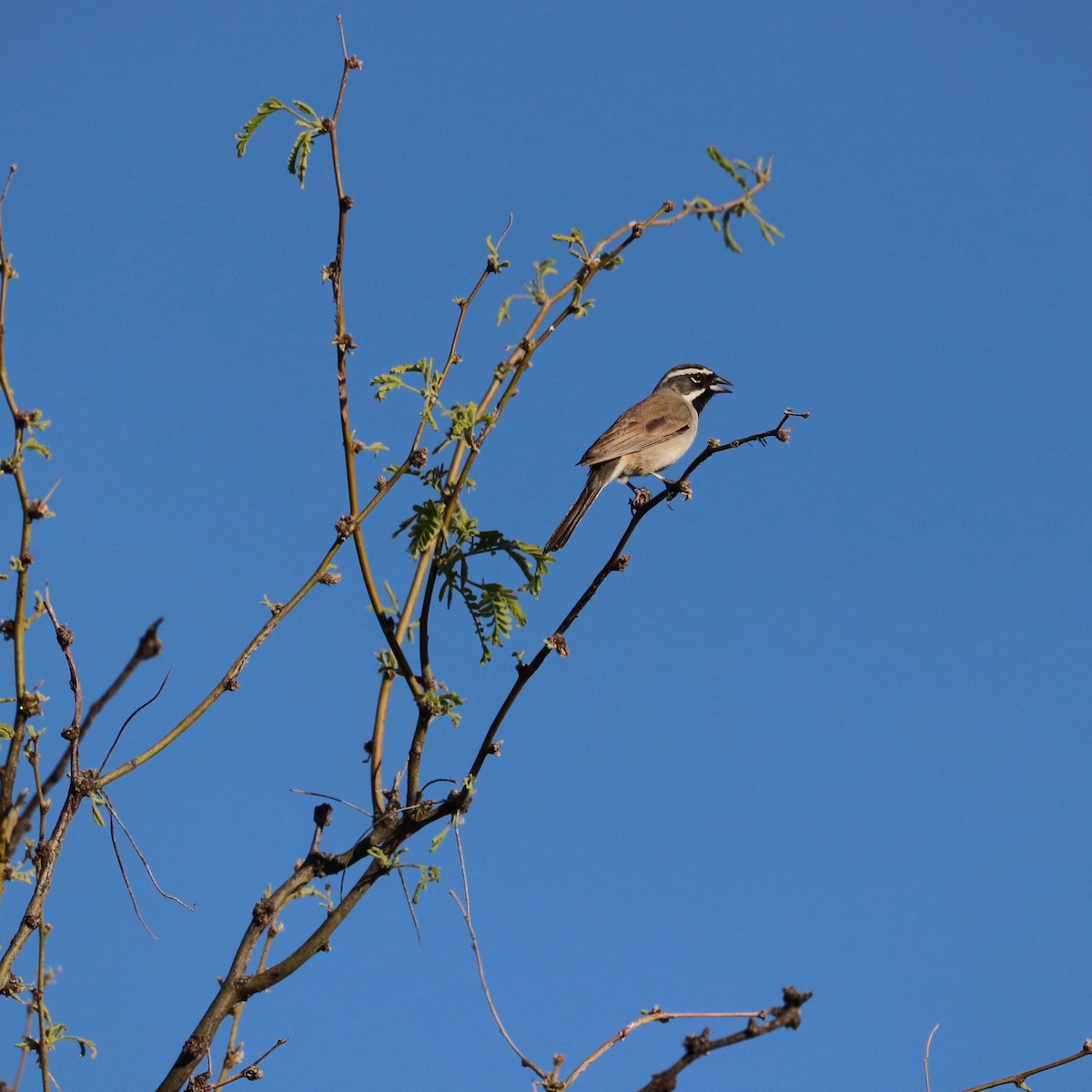 Black-throated Sparrow - Kacper Wierzchos