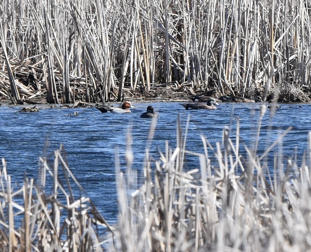 Eurasian Wigeon - ML225752551