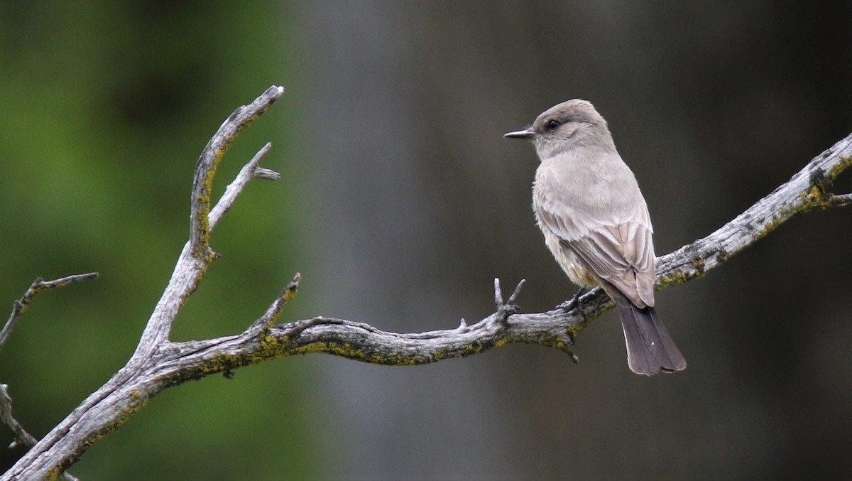 Say's Phoebe - Jim Tietz