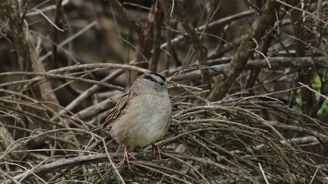 White-crowned x Golden-crowned Sparrow (hybrid) - ML225753881