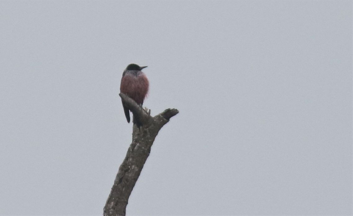 Lewis's Woodpecker - ML225754251