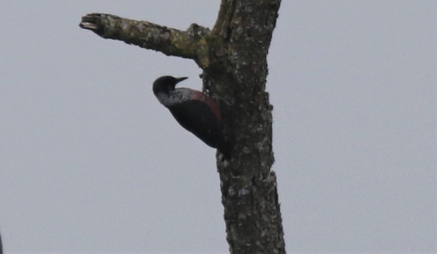 Lewis's Woodpecker - ML225754271