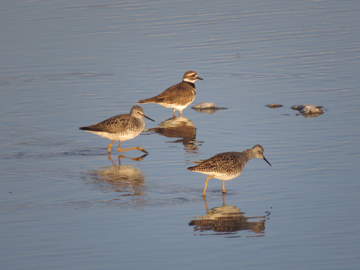 Killdeer - ML225755321