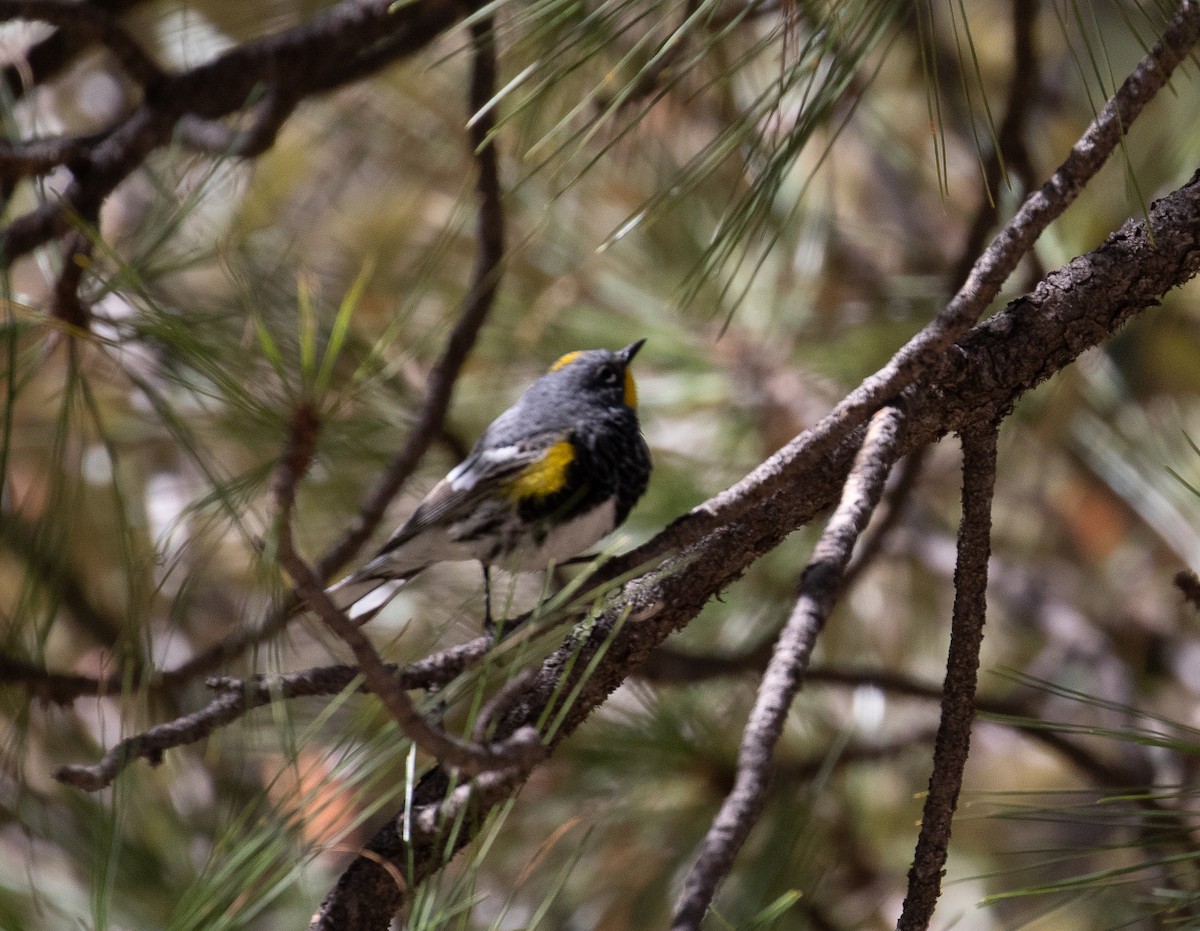 Yellow-rumped Warbler - ML225756671