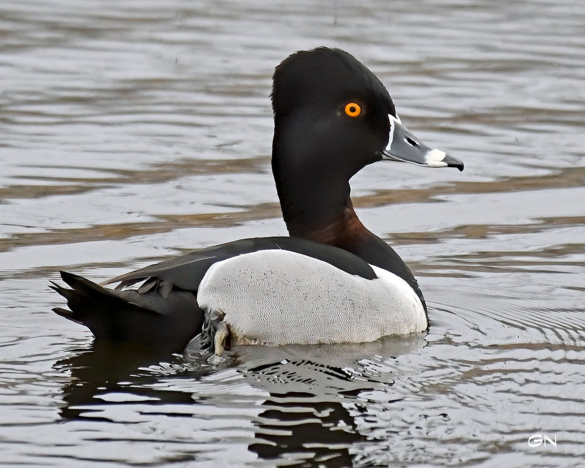 Ring-necked Duck - ML225756721