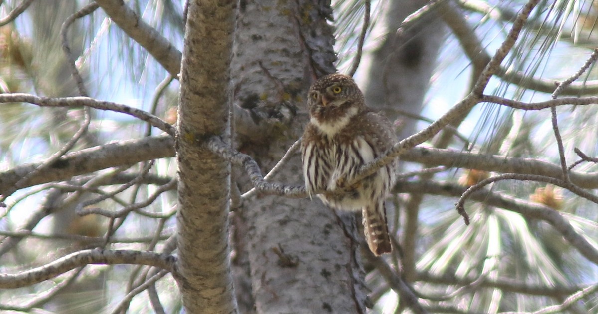 Northern Pygmy-Owl - Jim Tietz