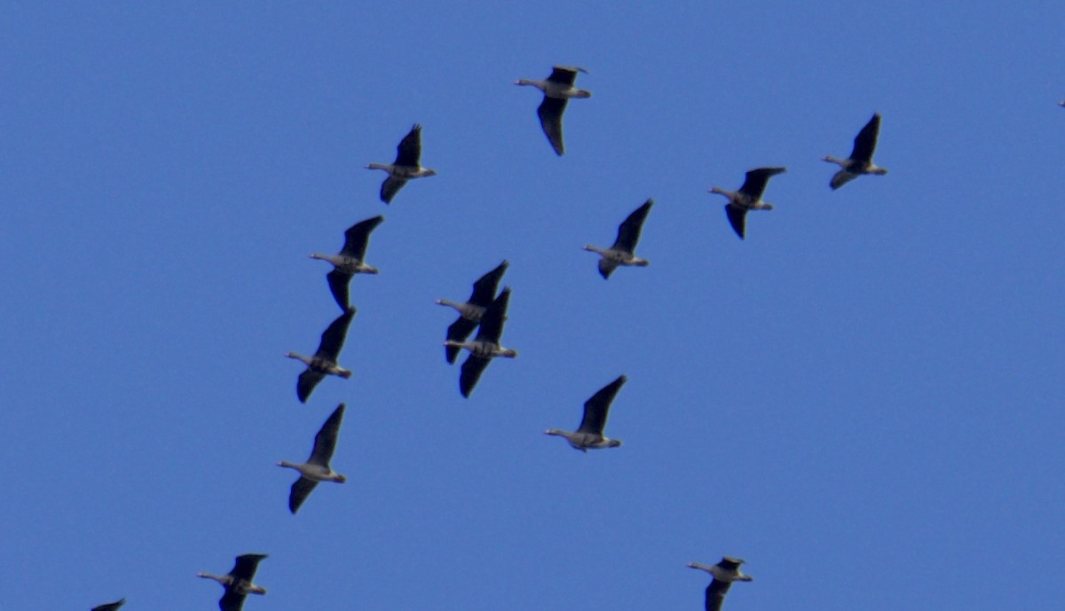 Greater White-fronted Goose - ML225759501