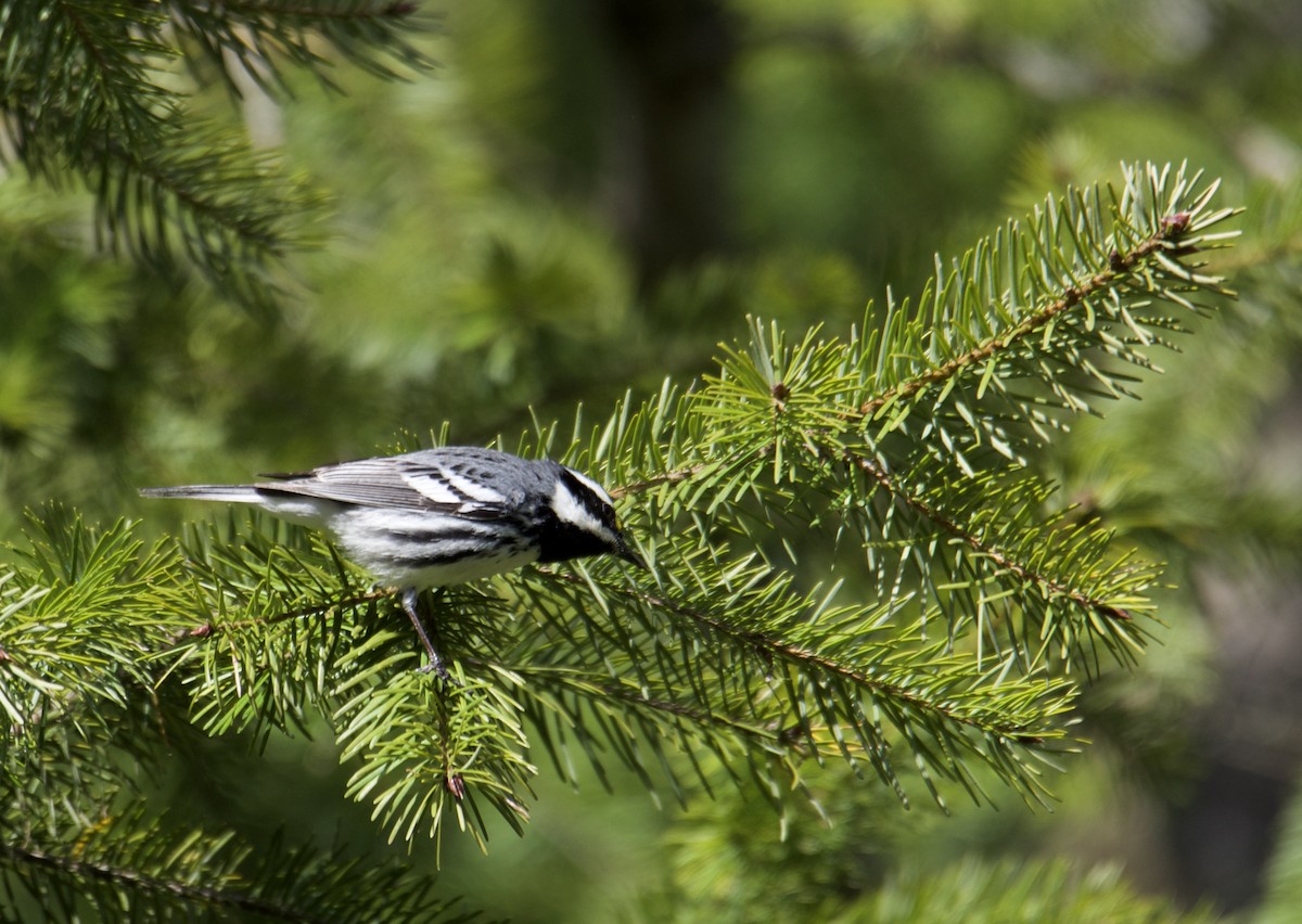 Black-throated Gray Warbler - Kayla McCurry