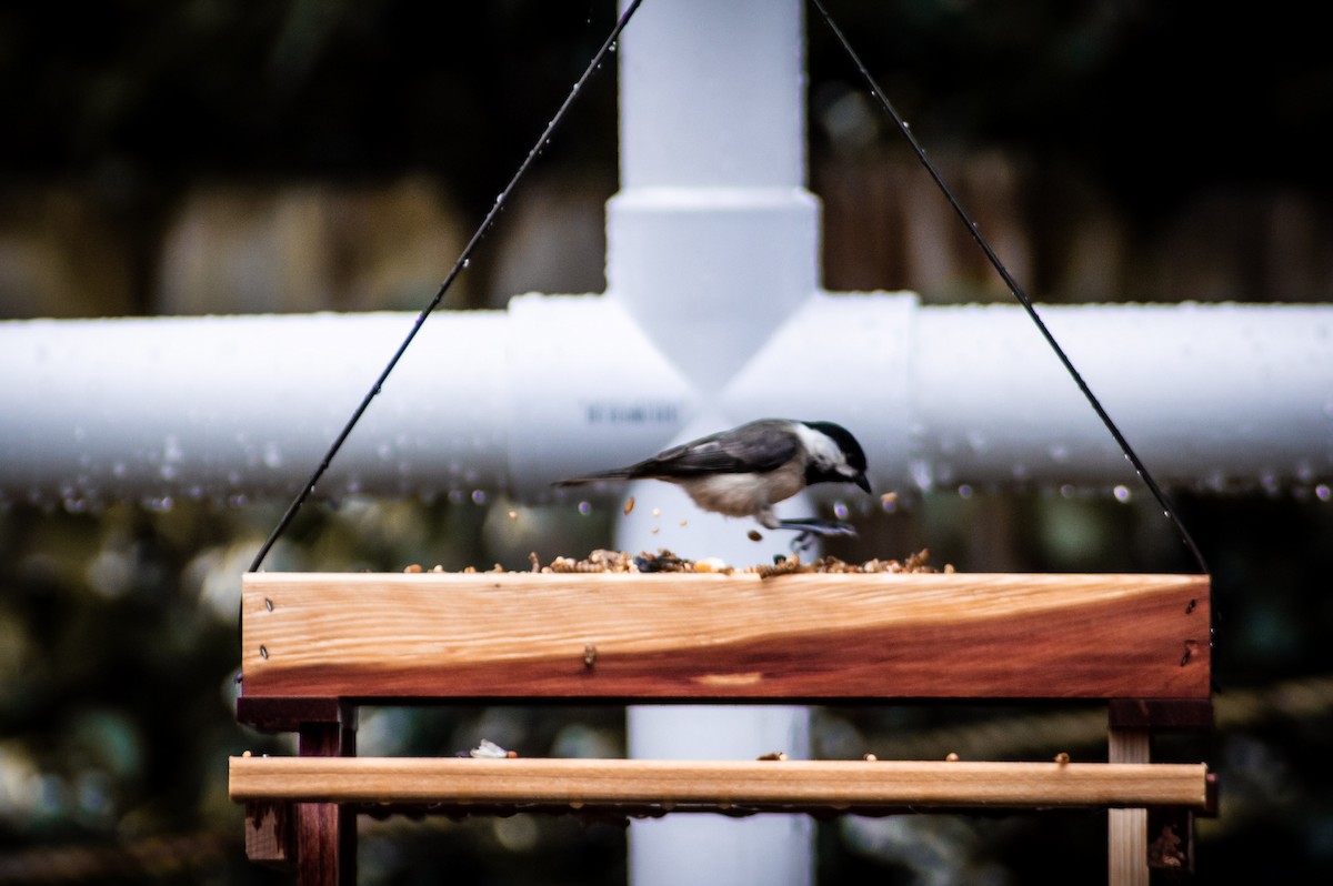 Carolina Chickadee - ML225760071