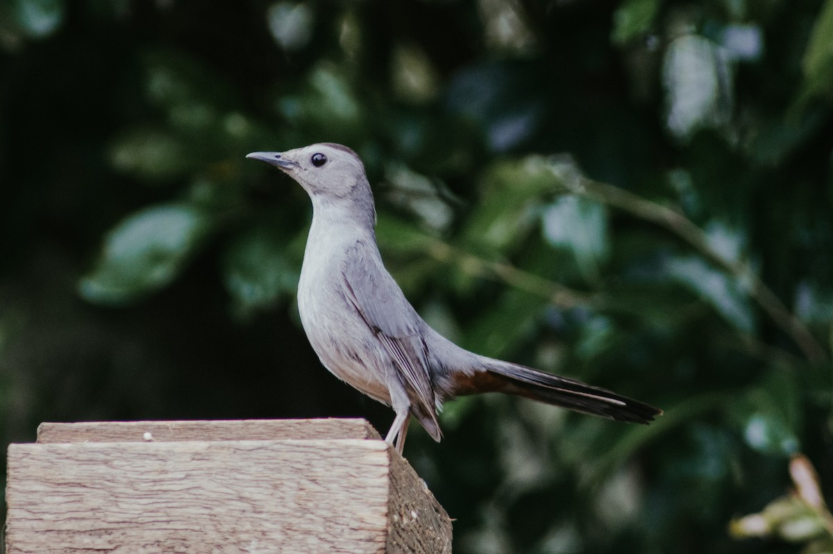 Gray Catbird - ML225760171