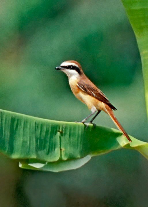 Brown Shrike (Japanese) - ML225760451