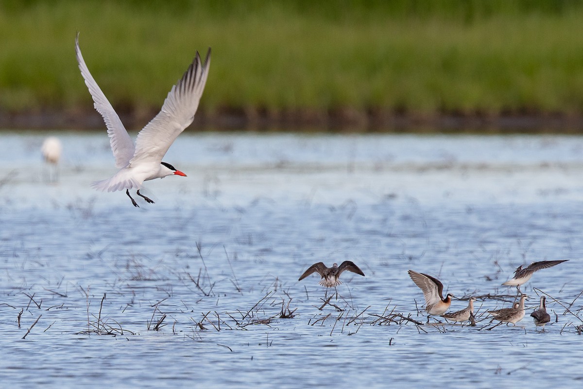 Caspian Tern - Mike Cameron