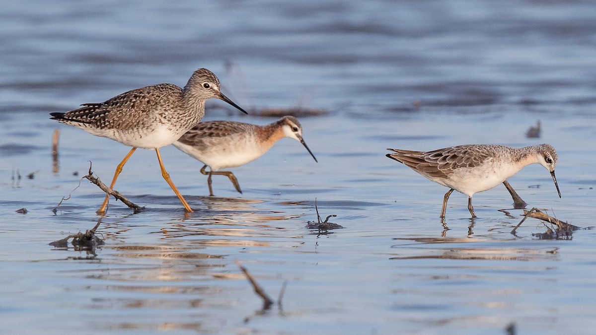 Wilson's Phalarope - ML225761281