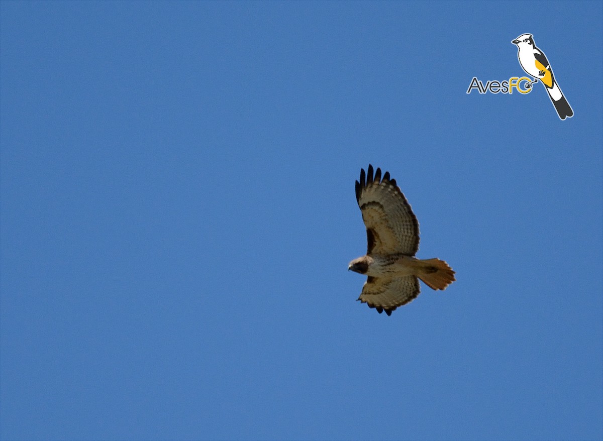 Red-tailed Hawk - AvesFC UNAM