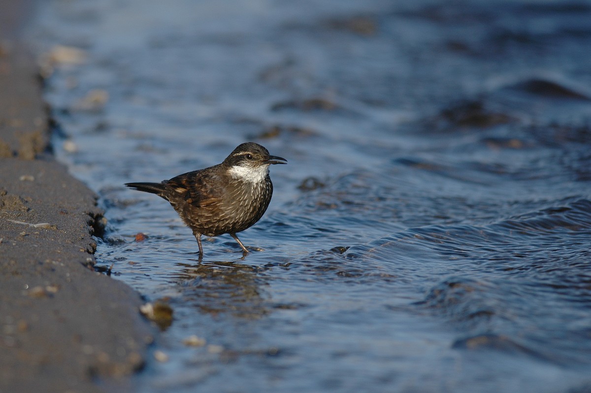 Seaside Cinclodes - ML22576221