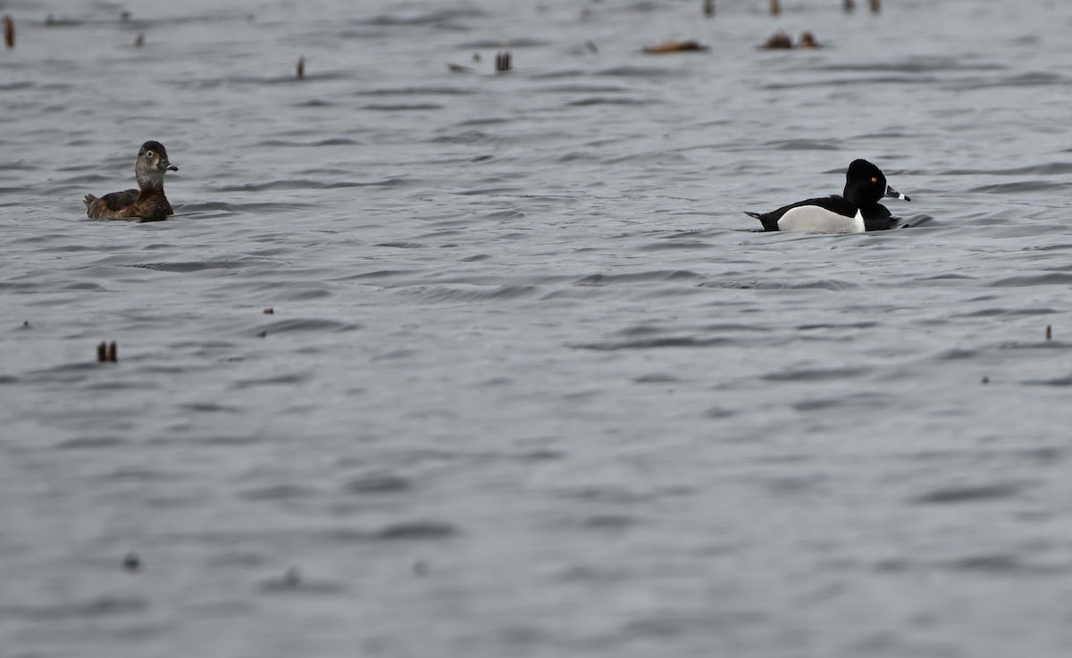 Ring-necked Duck - James Markham