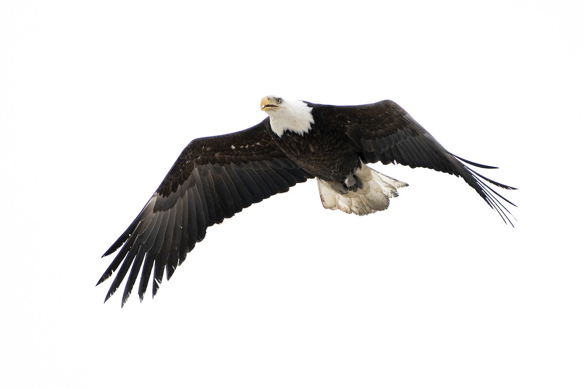 Bald Eagle - ML225763061