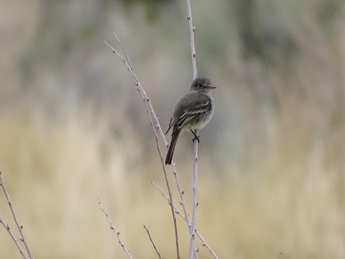 Gray Flycatcher - ML225764051