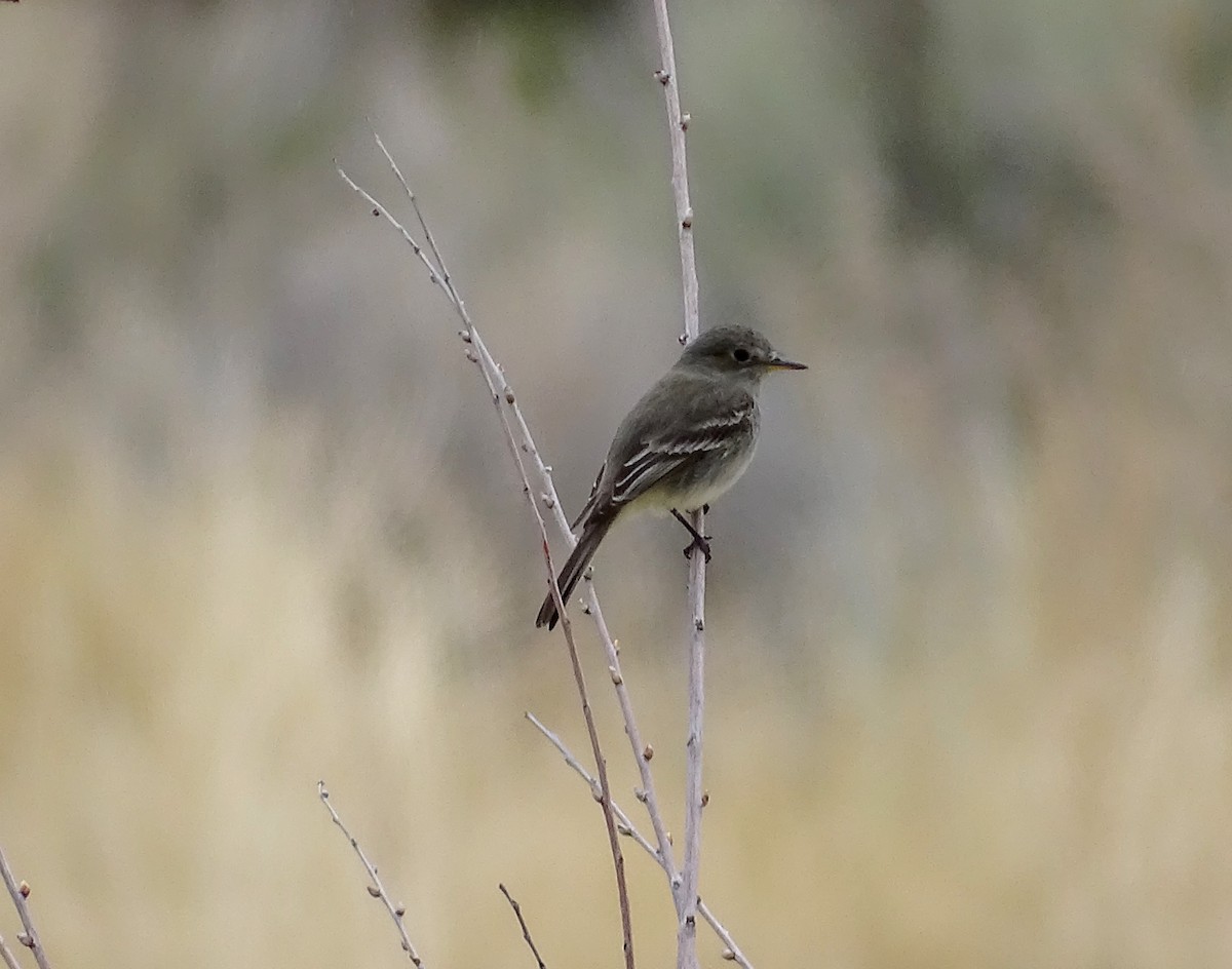 Gray Flycatcher - ML225764061