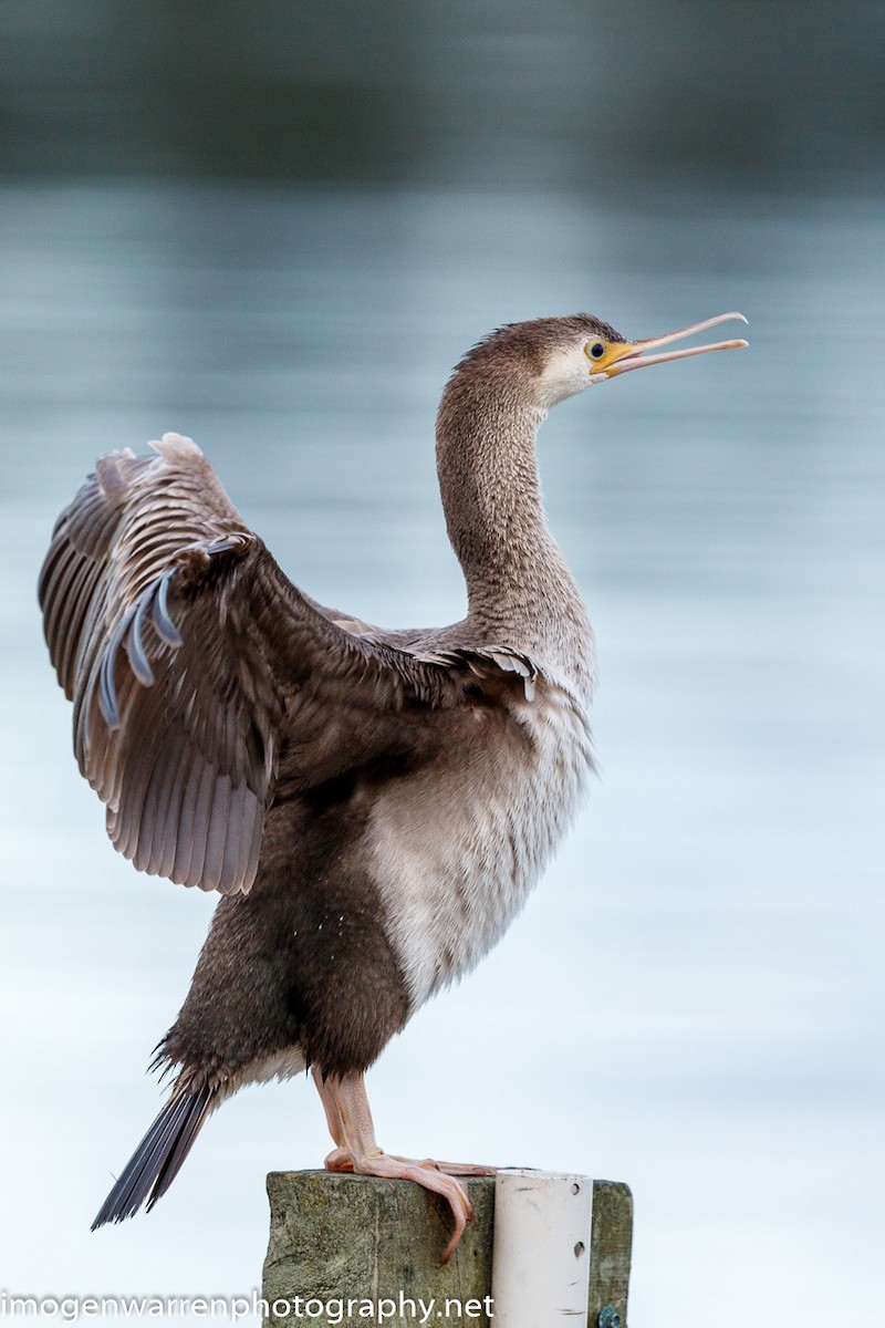 Spotted Shag - ML225764981