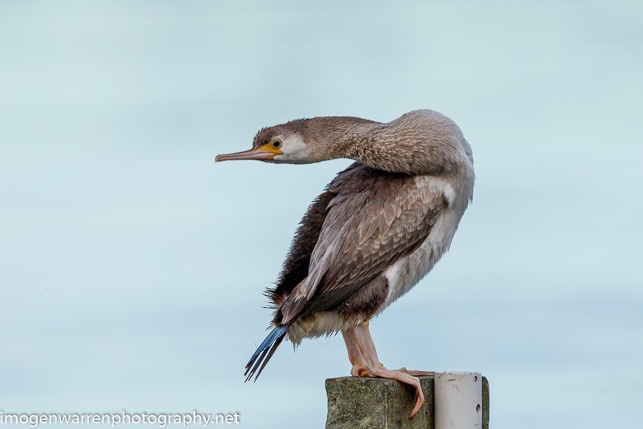 Spotted Shag - ML225765001