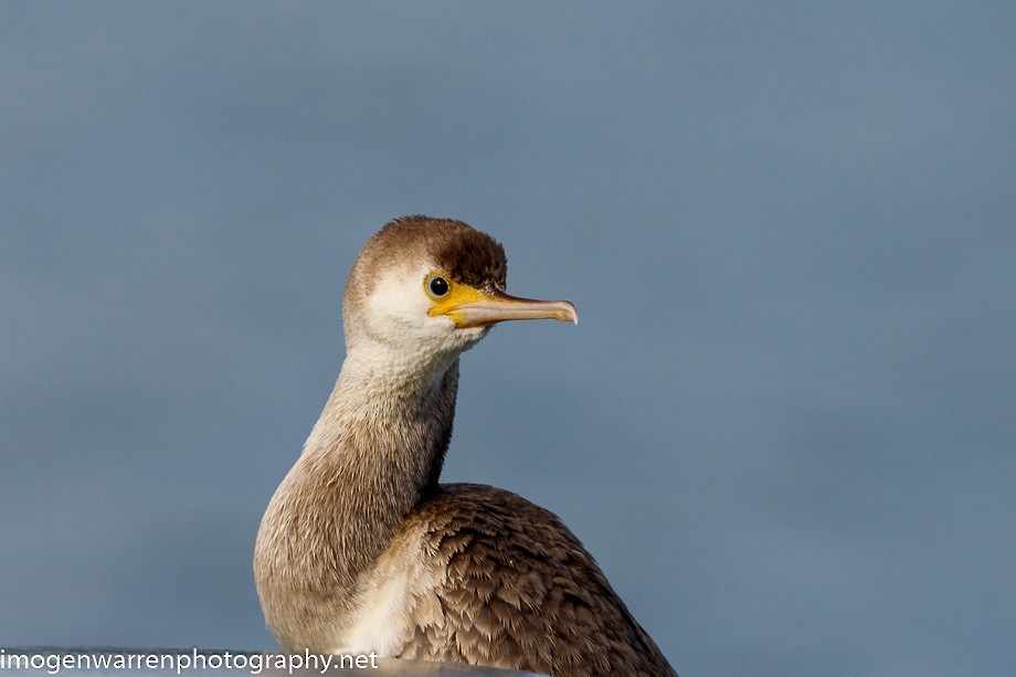 Spotted Shag - Imogen Warren