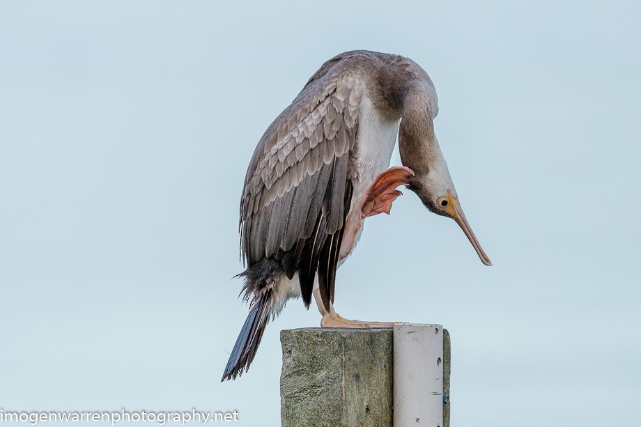 Spotted Shag - ML225765051