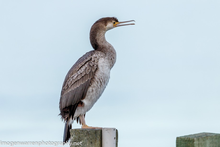 Spotted Shag - ML225765091