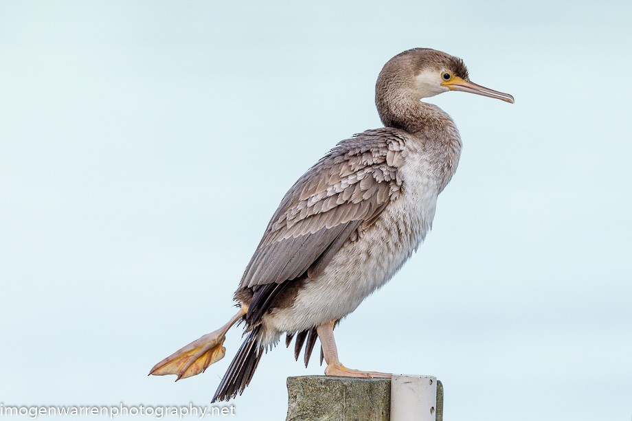 Spotted Shag - ML225765101