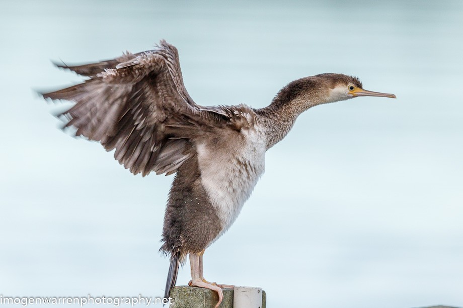 Spotted Shag - ML225765171