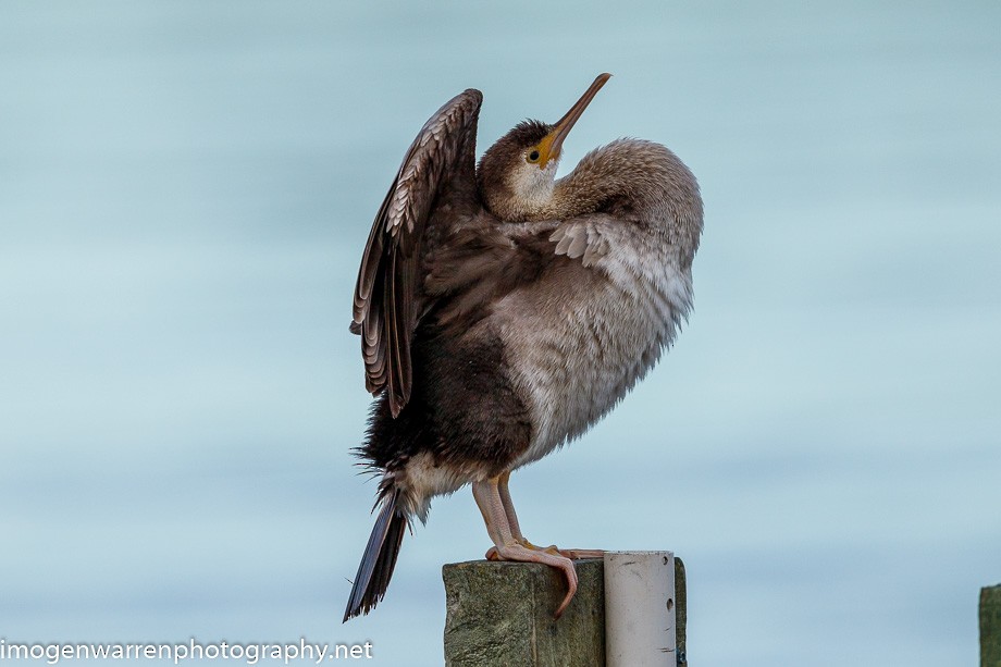 Spotted Shag - Imogen Warren