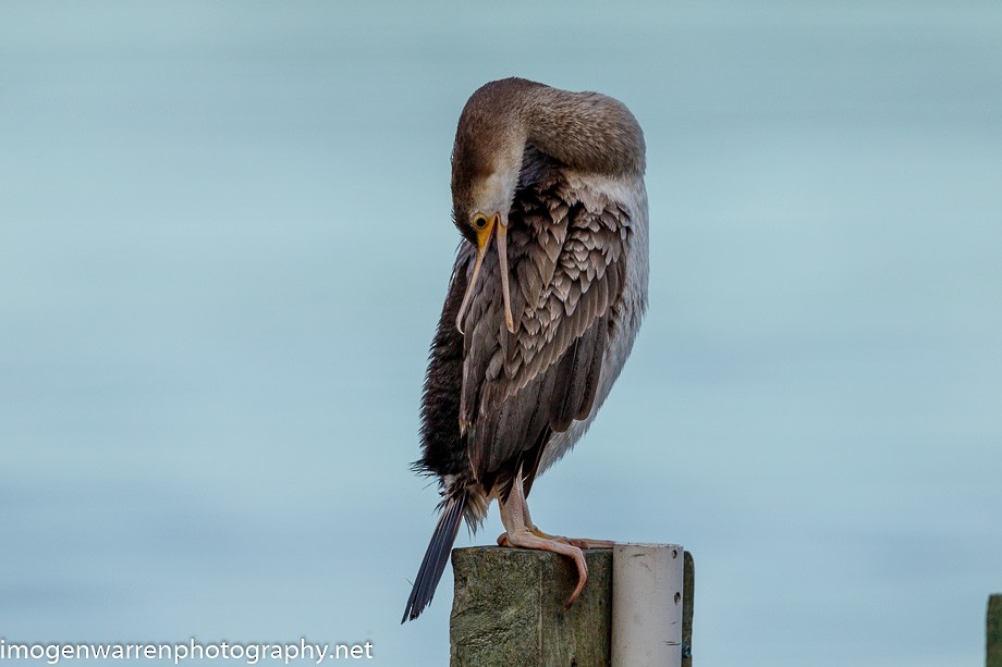 Spotted Shag - ML225765241