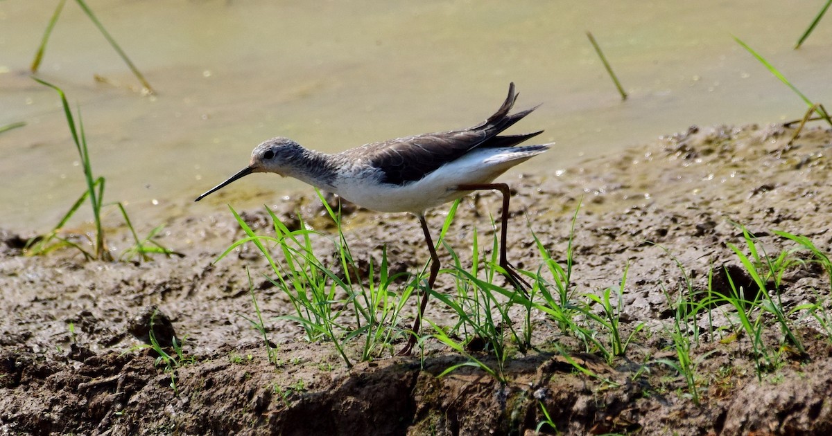 Marsh Sandpiper - ML225765261