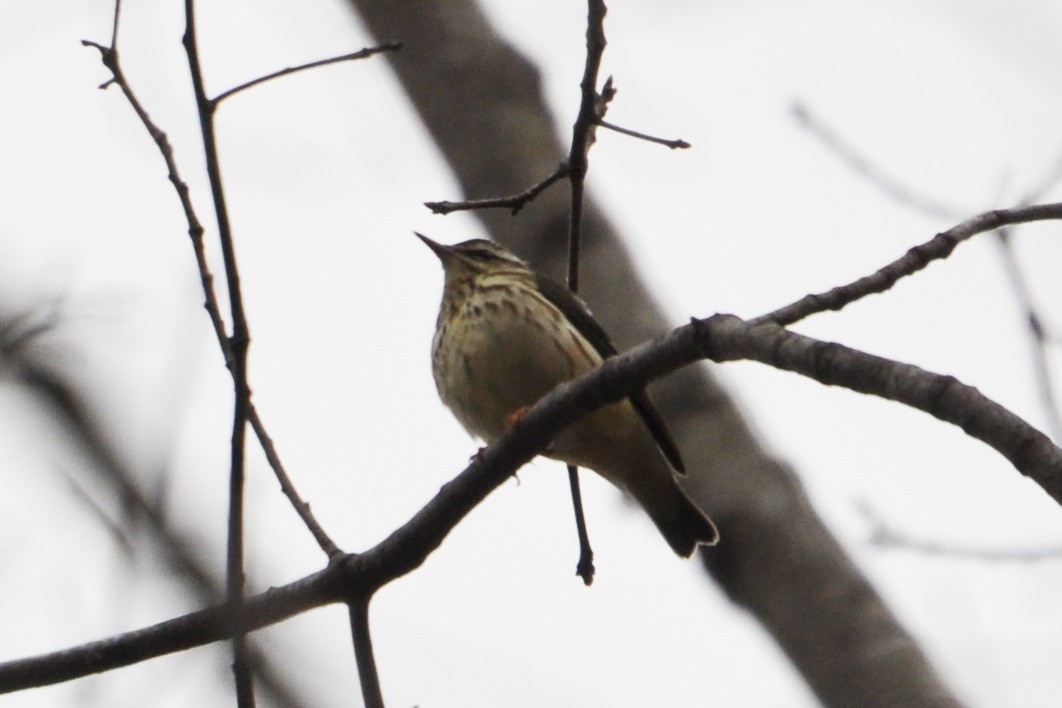 Louisiana Waterthrush - ML225765421