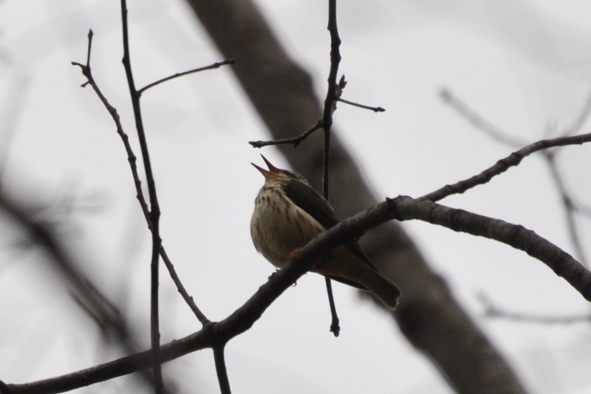 Louisiana Waterthrush - ML225765431