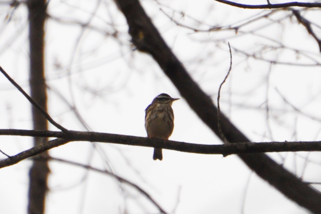 Louisiana Waterthrush - ML225765471