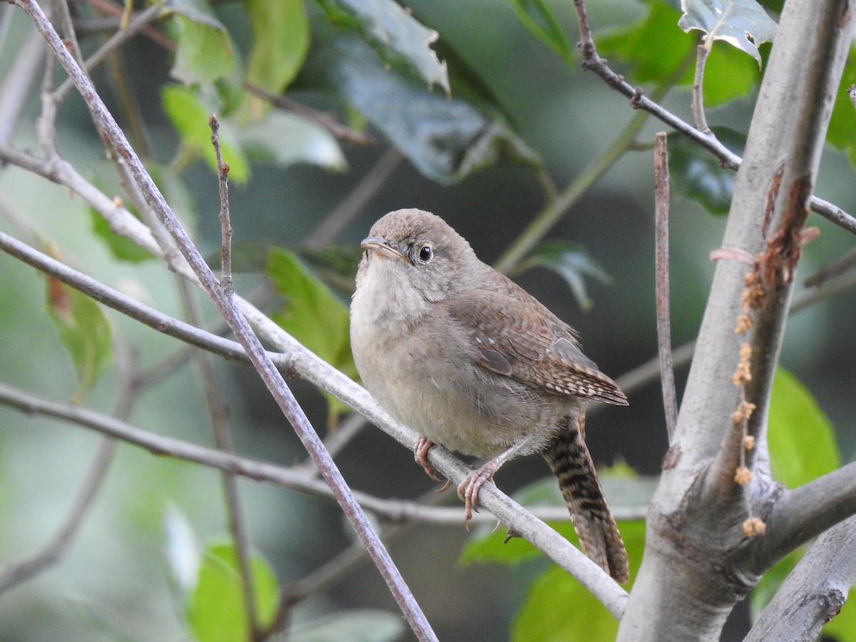 Northern House Wren - ML225765961