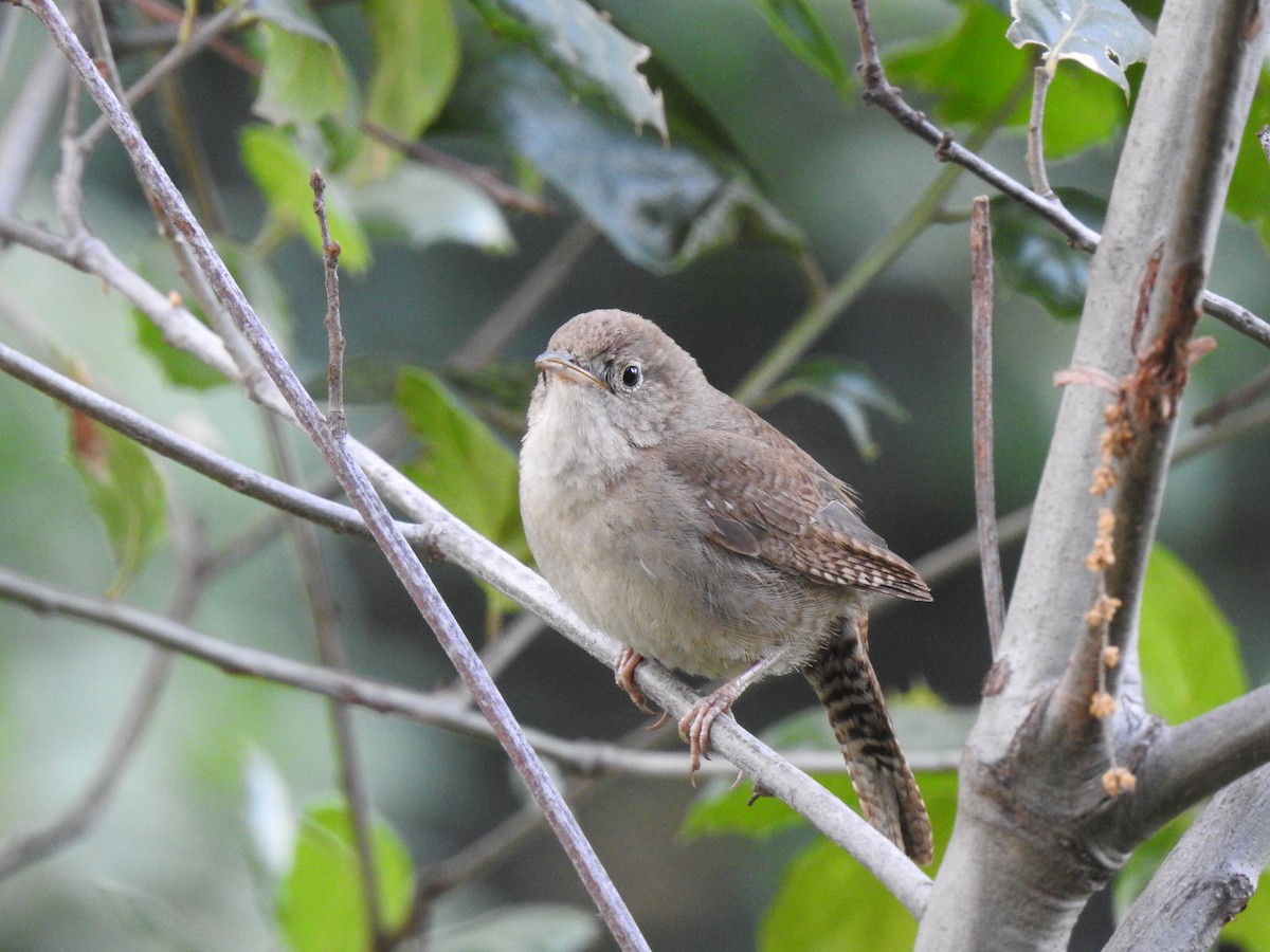 House Wren - ML225765961