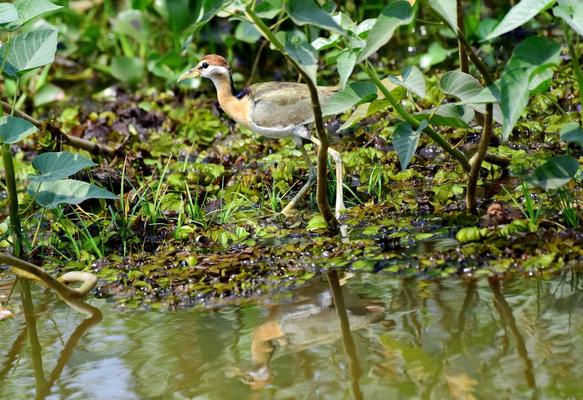 Bronze-winged Jacana - ML225765991