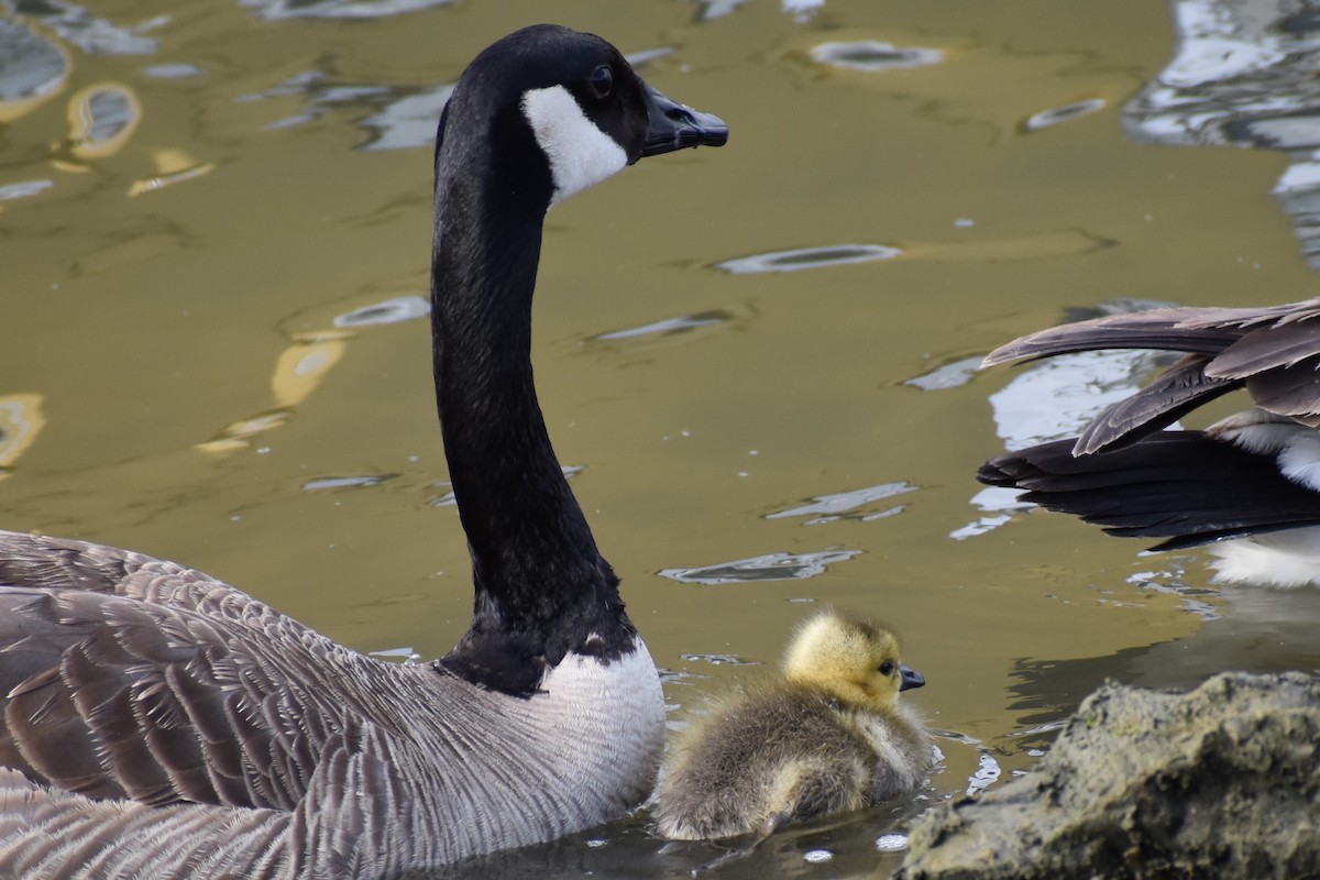 Canada Goose - Aidan Latham