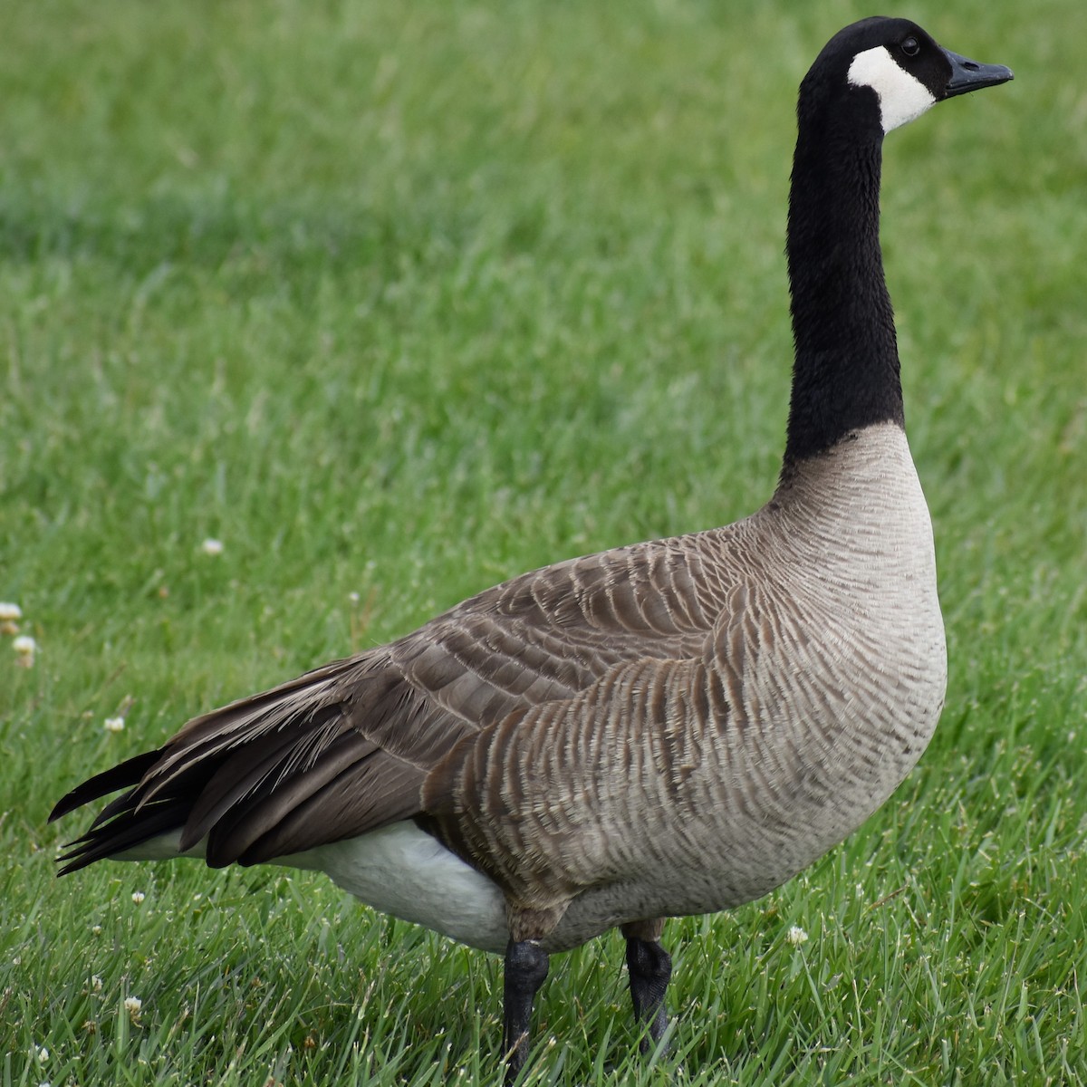 Canada Goose - Aidan Latham