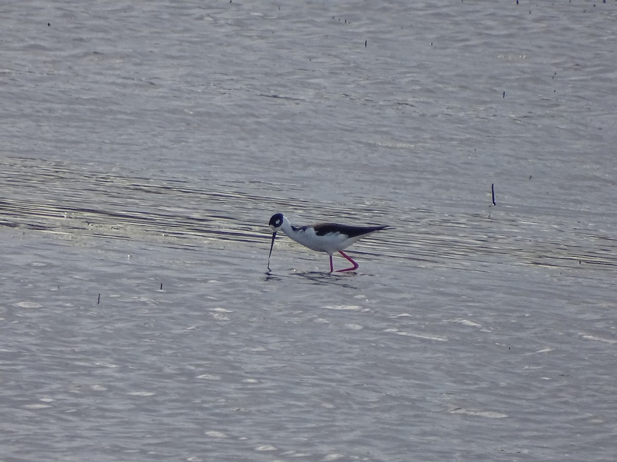 Black-necked Stilt (Black-necked) - ML225766311