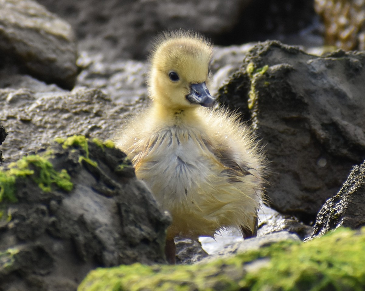 Canada Goose - Aidan Latham