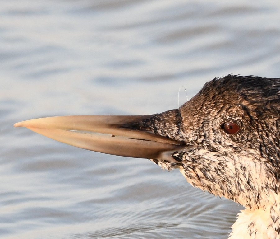 Yellow-billed Loon - Steve Davis