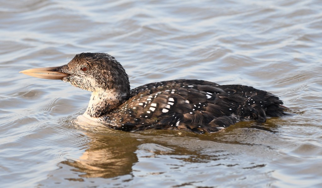 Yellow-billed Loon - ML225767101